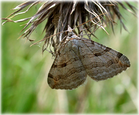 Aplocera plagiata