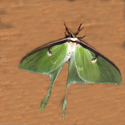 actias luna