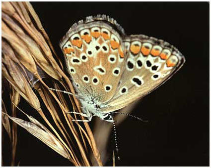 Polyommatus icarus