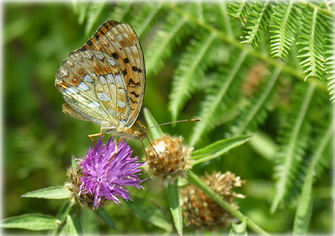 Argynnis-adippe