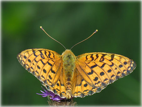 Argynnis adippe