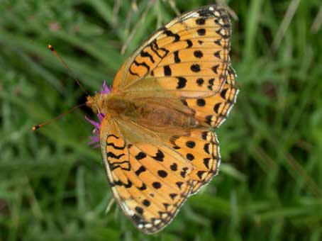 Argynnis aglaja