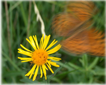 Argynnis aglaja