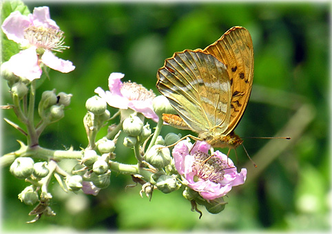 Argynnis paphia