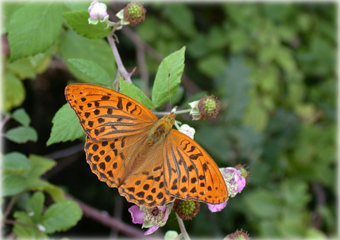 Argynnis paphia