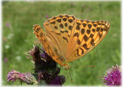 Argynnis paphia