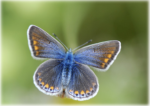 Polyommatus 