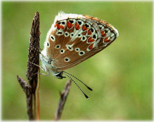 Aricia agestis