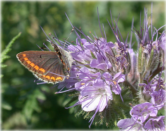 Aricia agestis