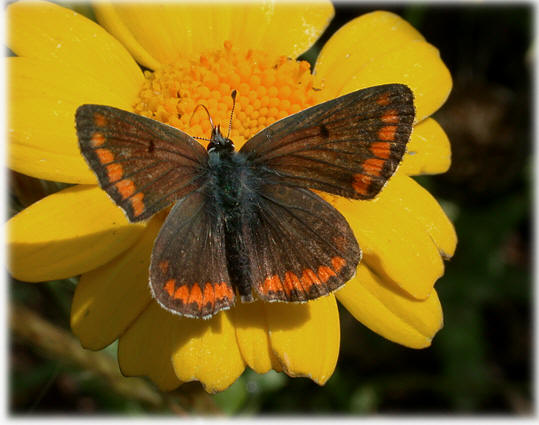 Aricia agestis