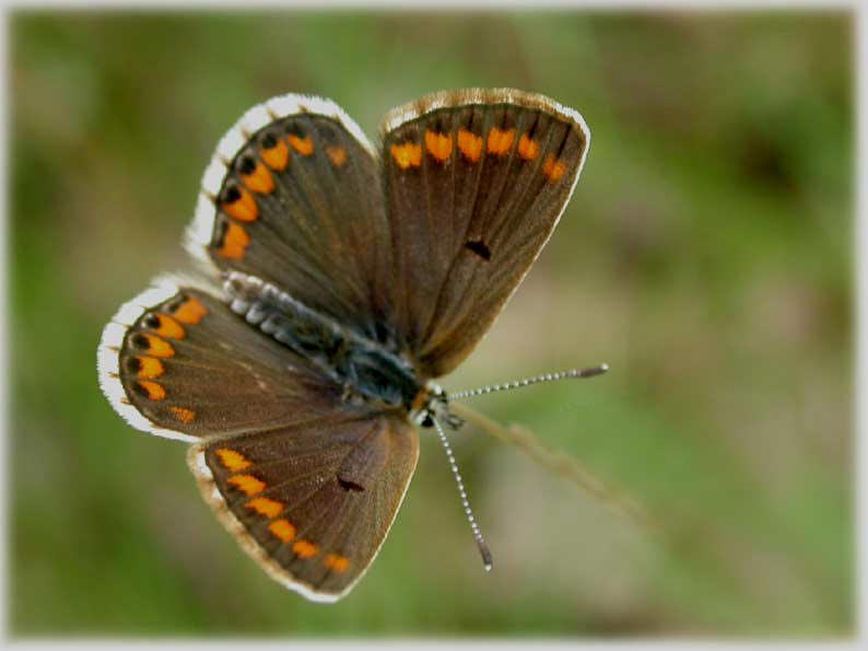 Aricia agestis