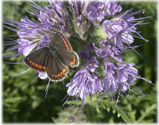 Aricia agestis