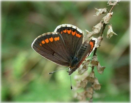 Aricia artaxerxes