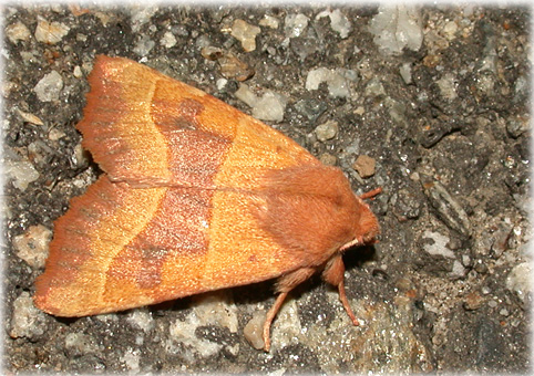 Atethmia centrago