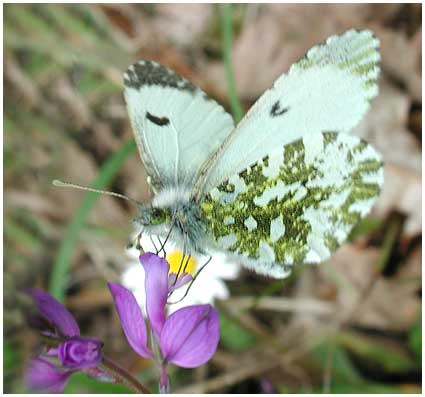 Aurore,Anthocharis cardamines femelle