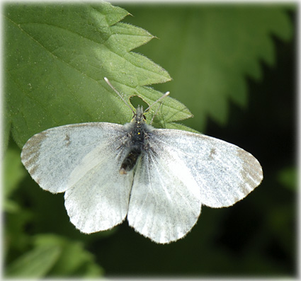 Anthocharis cardamines femelle