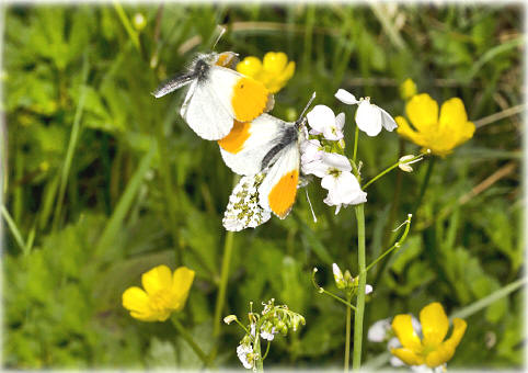 Aurore Anthocharis Cardamines