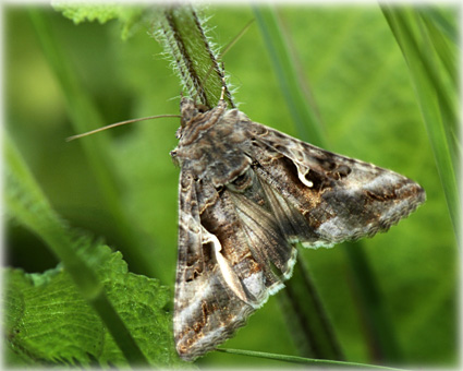 Autographa gamma