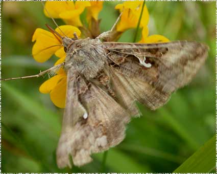 Autographa gamma