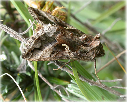 Autographa gamma