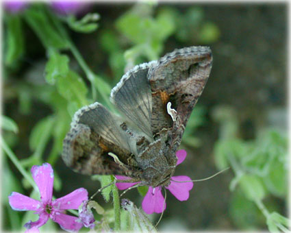 Autographa gamma