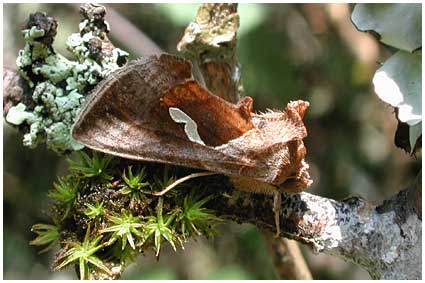 Macdunnoughia confusa