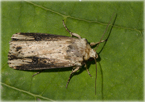 Axylia putris