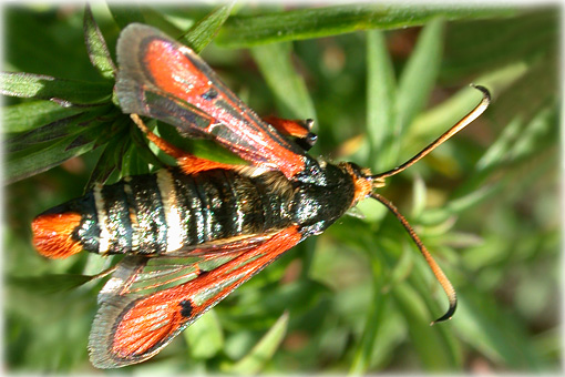 Bembecia chrysidiformis