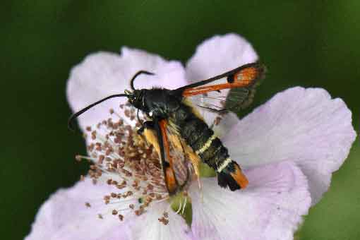 Bembecia chrysidiformis