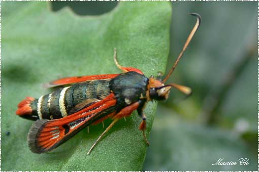 Bembecia chrysidiformis