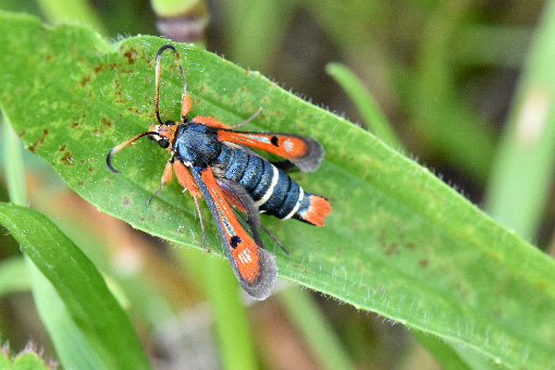 Bembecia chrysidiformis