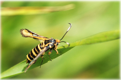 Bembecia scopigera