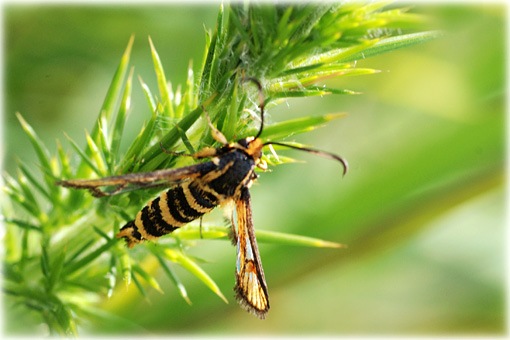 Bembecia scopigera