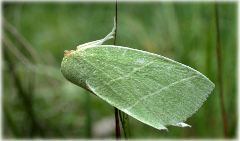 Bena bicolorana