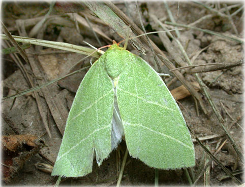 Bena bicolorana