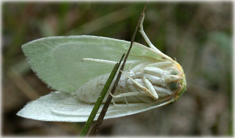 Bena bicolorana