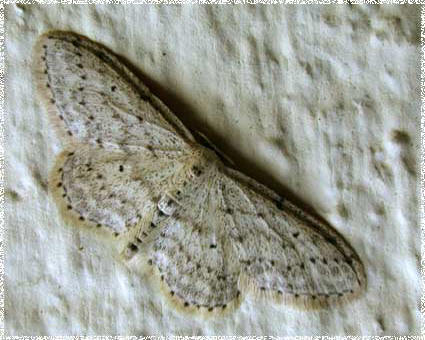 Idaea sylvestraria