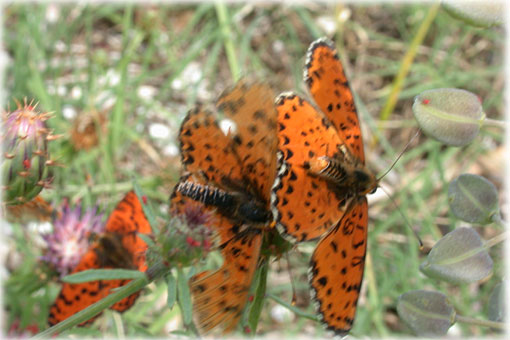 Melitaea didyma