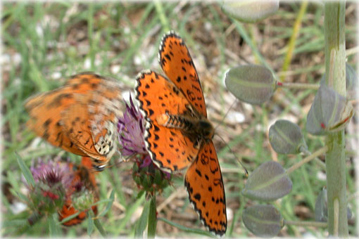 Melitaea didyma