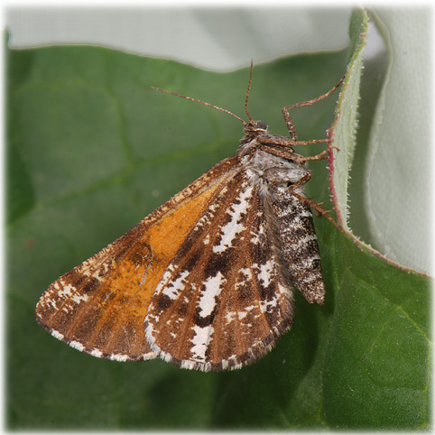 Bupalus piniaria