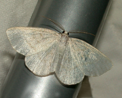 Cabera exanthemata