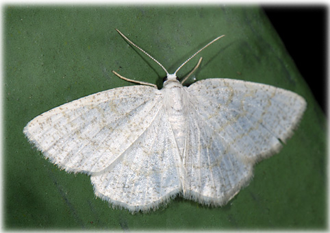 Cabera pusaria