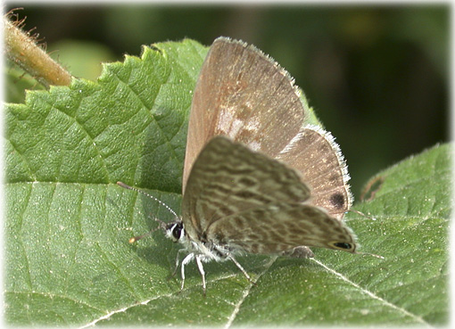 Cacyreus marshalli