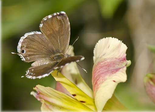 Cacyreus marshalli