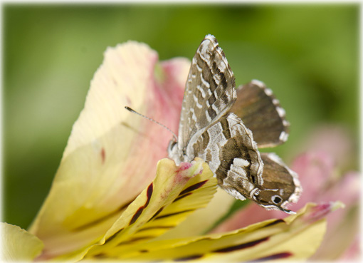 Cacyreus marshalli