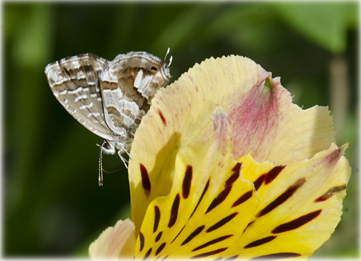 Cacyreus marshalli