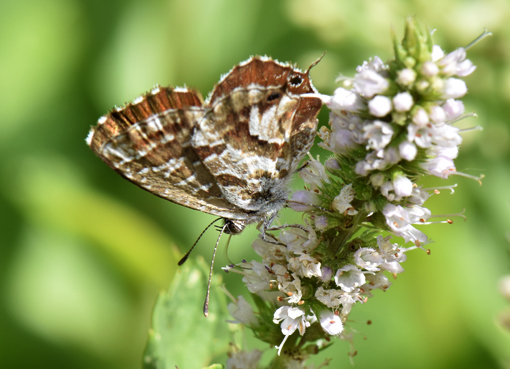 Cacyreus marshalli