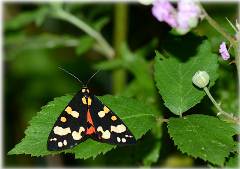 callimorpha dominula