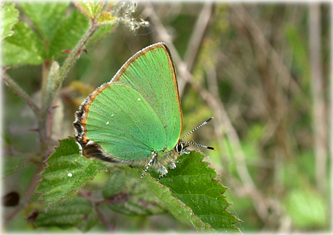 Callophrys rubi