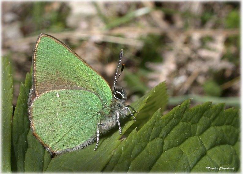 Callophrys rubi